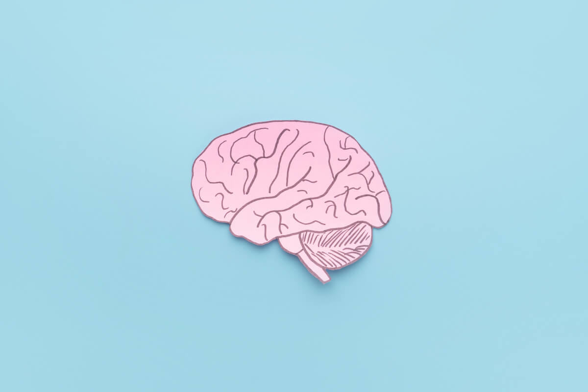 Information processing cycle: model of a brain